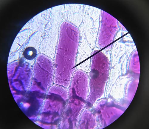 mikroskop2