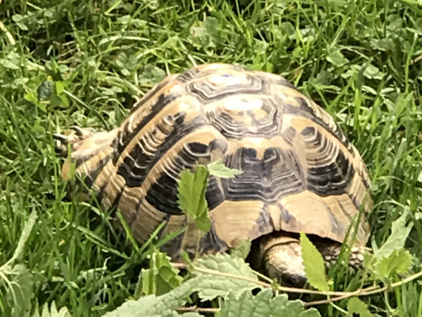 schildkroeten2